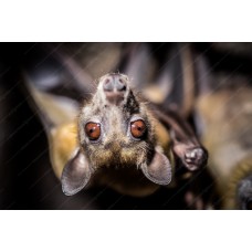 Murciélago - Megachiroptera- Zorro volador